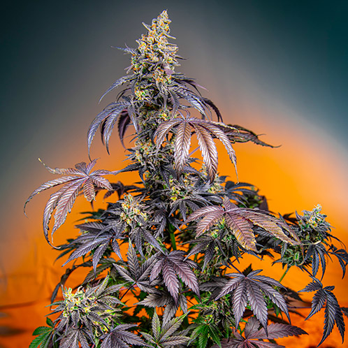 red gorilla girl xl auto sweet seeds campo di canapa
