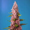 red hot cookies sweet seeds campo di canapa