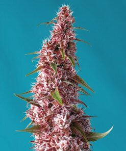 red pure cbd buddha seeds campo di canapa