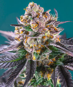 red strawberry banana auto campo di canapa