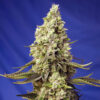 runtz xl sweet seeds campo di canapa