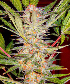 SAD sweet seeds campo di canapa