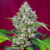 san fernando lemon kush sweet seeds