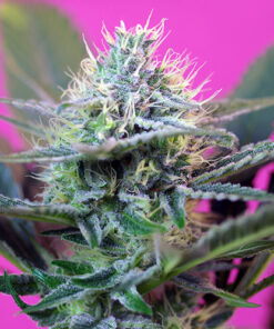 + speed auto sweet seeds campo di canapa