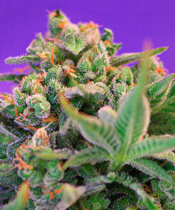 sweet cheese sweet seeds campo di canapa