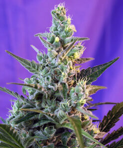 sweet skunk sweet seeds campo di canapa