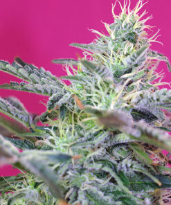 sweet cheese auto sweet seeds