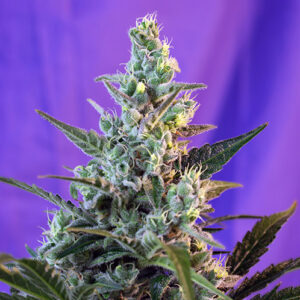 sweet skunk sweet seeds campo di canapa
