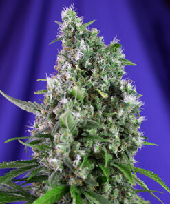sweet trainwreck sweet seeds campo di canapa