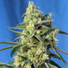 sweet amnesia haze sweet seeds campo di canapa