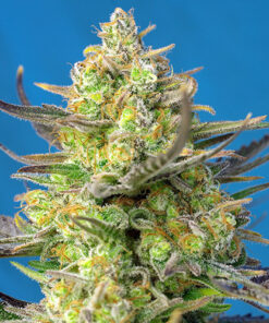 sweet cheese auto buddha seeds