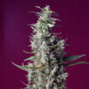 cherry pie sweet seeds