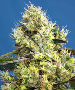 sweet gelato auto sweet seeds campo di canapa