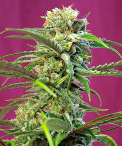 sweet tai sweet seeds campo di canapa