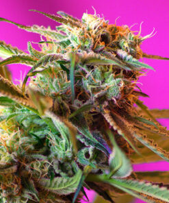 wild rose sweet seeds campo di canapa