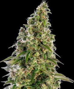 Afghani #1 auto Sensi Seeds