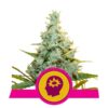 AMG fem Royal Queen Seeds