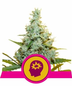 AMG fem Royal Queen Seeds