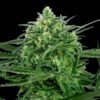 Amnesia fem Sensi Seeds