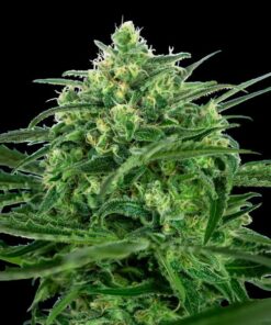 Amnesia fem Sensi Seeds