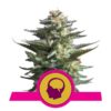 Amnesia Haze fem Royal Queen Seeds