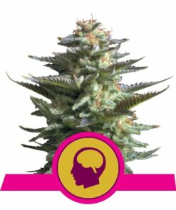 Amnesia Haze fem Royal Queen Seeds