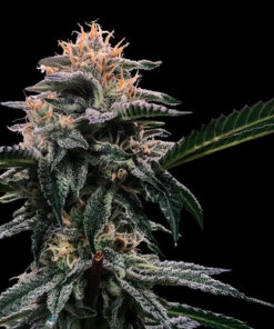 banana sorbet dna genetics