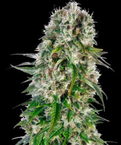Big Bud auto Sensi Seeds