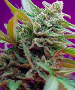 black jack sweet seeds