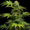 Black Harlequin CBD fem Sensi Seeds