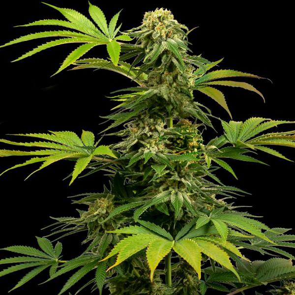 Black Harlequin CBD fem Sensi Seeds