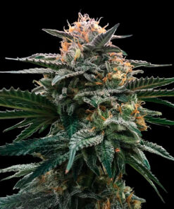 blood orange sorbet dan genetics