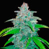 blue dreams auto fast buds campo di canapa