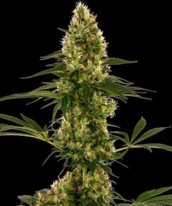 Blue Bullet auto Sensi Seeds