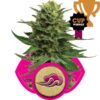 Blue Mystic fem Royal Queen Seeds