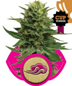 Blue Mystic fem Royal Queen Seeds