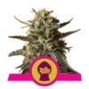 Bubblegum XL fem Royal Queen Seeds
