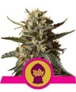 Bubblegum XL fem Royal Queen Seeds