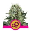 Bubble Kush fem Royal Queen Seeds