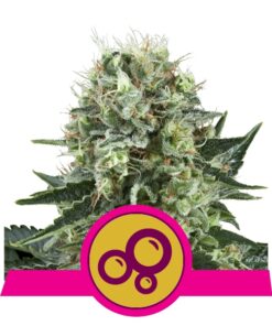 Bubble Kush fem Royal Queen Seeds