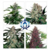 assorted auto buddha seeds campo di canapa