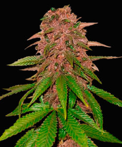 C4 fast buds campo di canapa