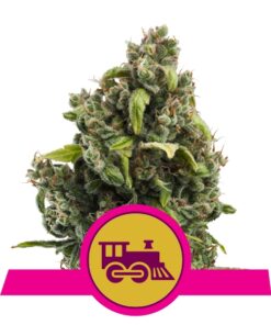 Candy Kush Express fast flowering Royal Queen Seeds
