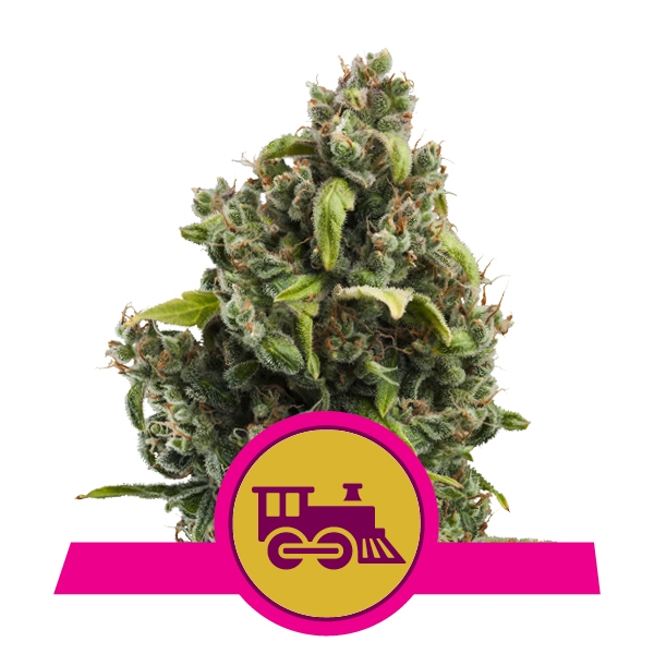 Candy Kush Express fast flowering Royal Queen Seeds