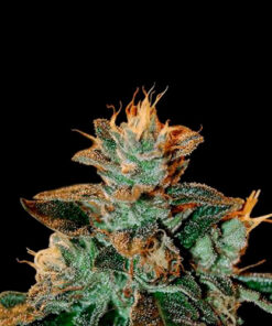 cataract kush dna genetics