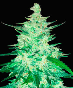 cbd 1:1 fast buds campo di canapa