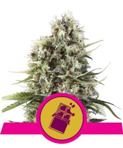 Chocolate Haze fem Royal Queen Seeds