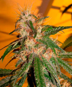 chocolope dna genetics