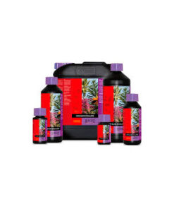 Coco Bloom Stimulator - (Atami)