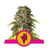 Cookie Gelato fem Royal Queen Seeds